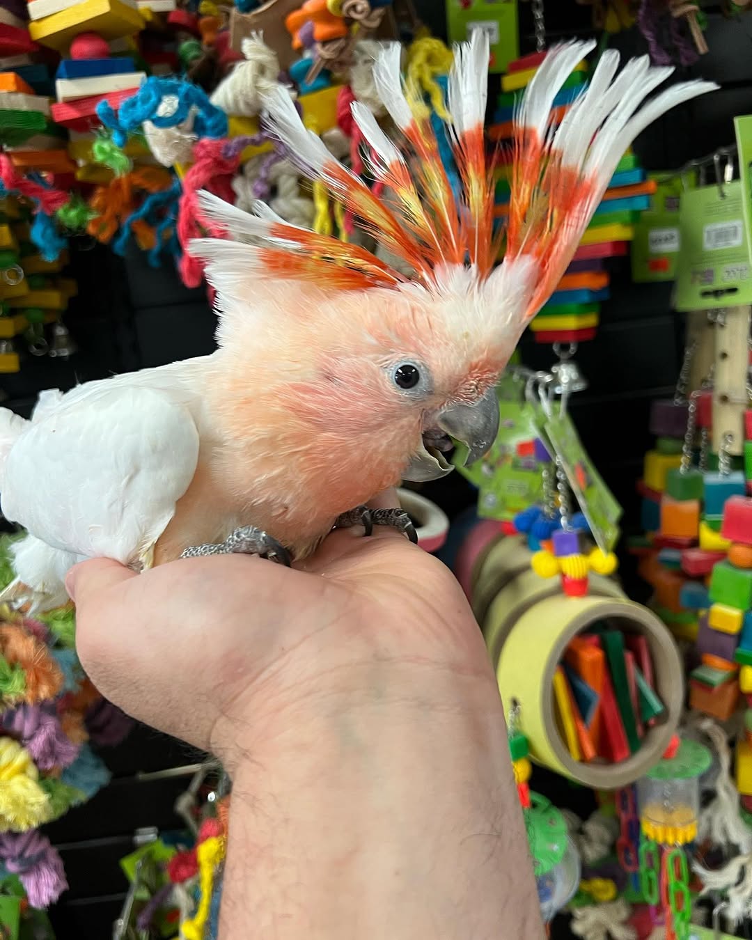 Bird for Sale