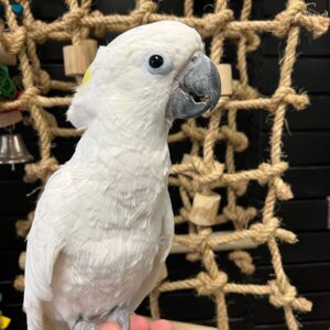 Birds for Sale