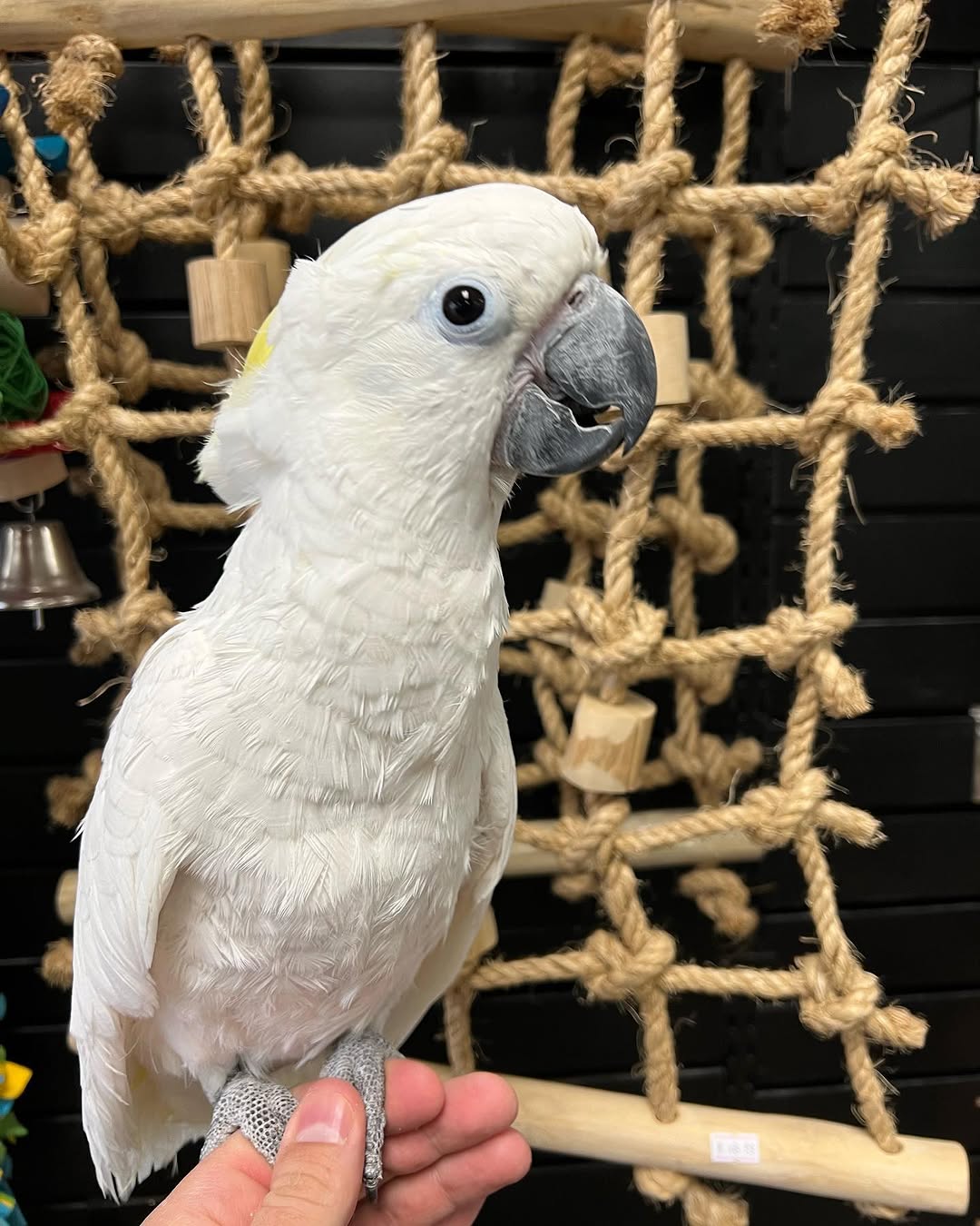 Birds for Sale