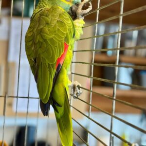 Buy Amazon Parrot