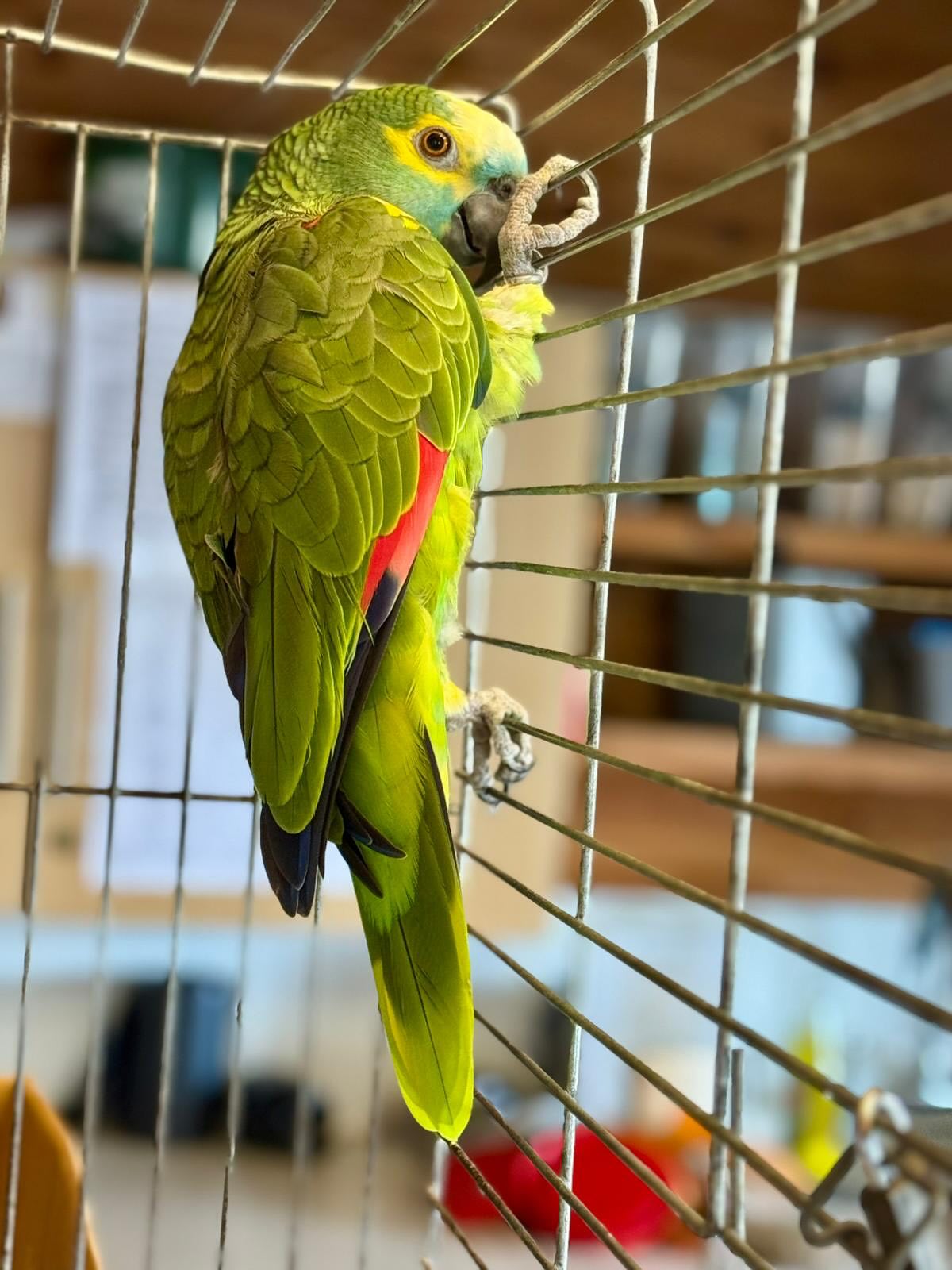 Buy Amazon Parrot