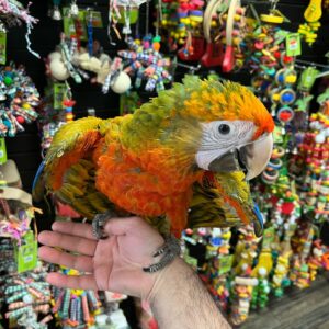 Buy Macaw Parrot