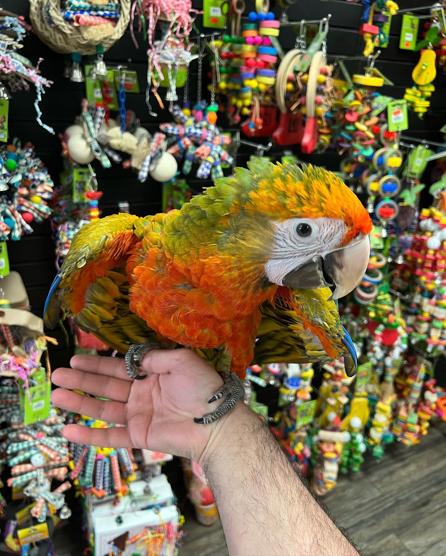 Buy Macaw Parrot