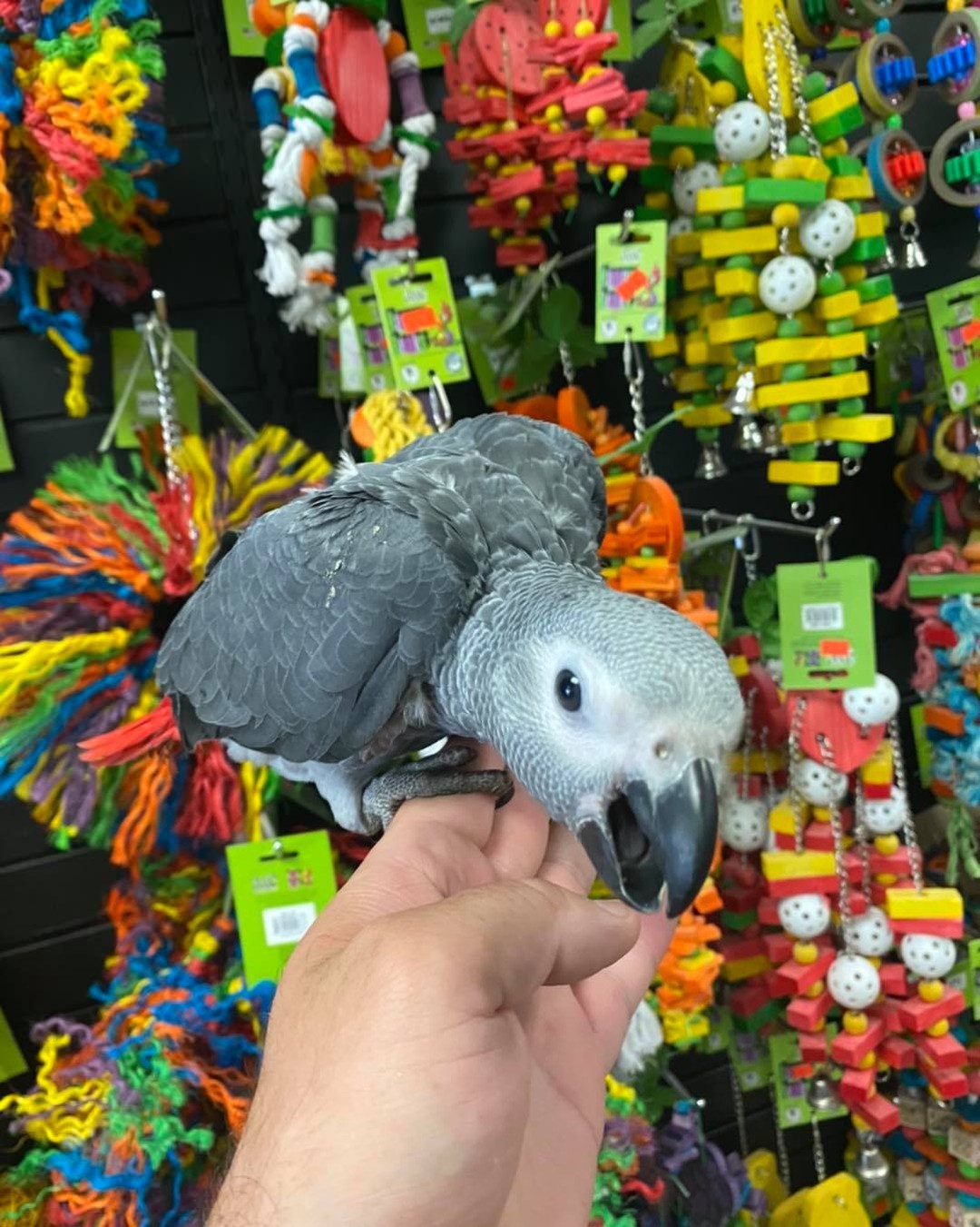 Buy Parrot Online