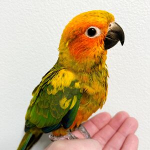 Conure Bird for Sale