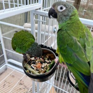 Dusky Headed Conure for Sale with a gray-brown head, bright green body, and pale beak perched alertly on a wooden branch, displaying its distinctive markings and healthy plumage.