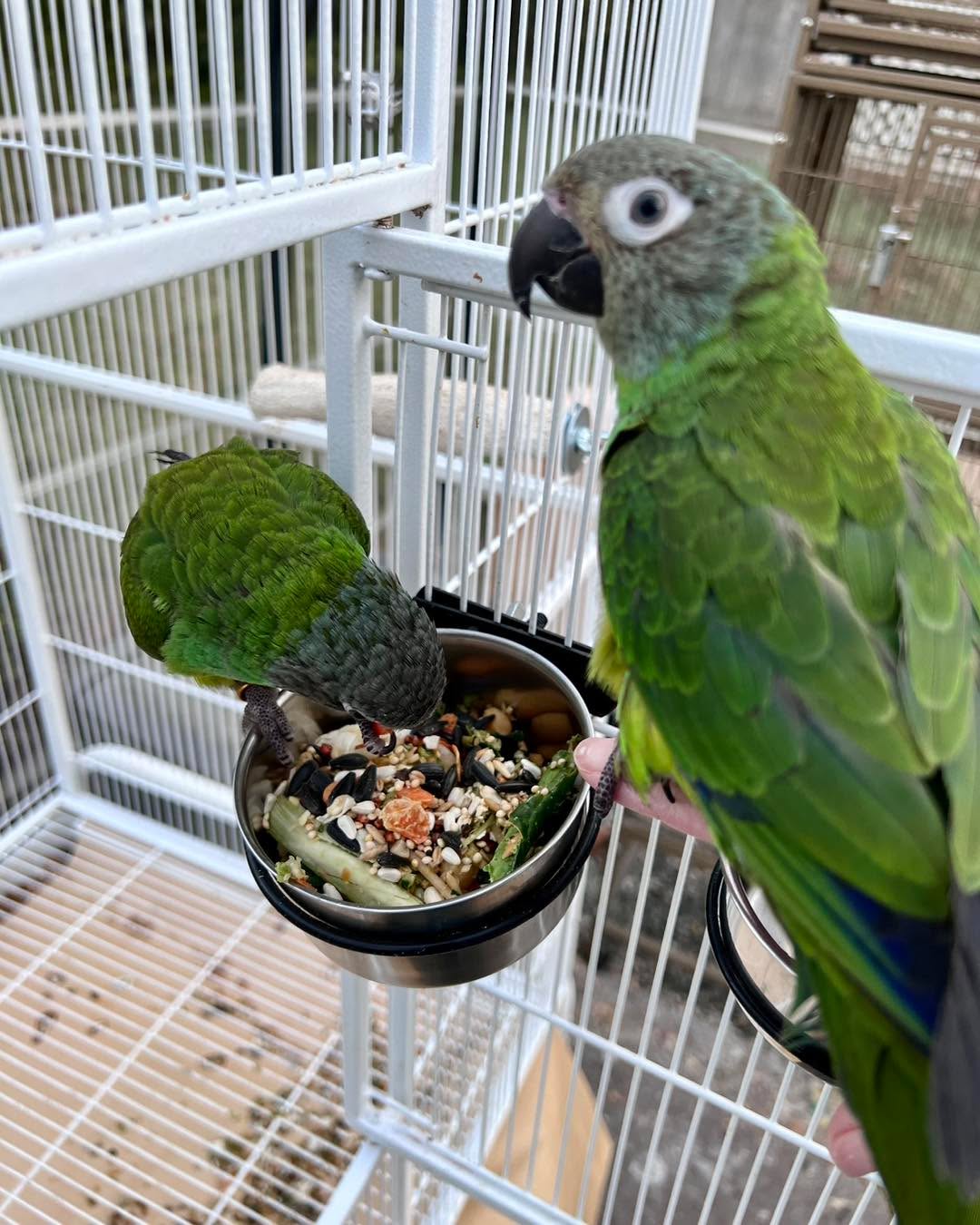 Dusky Headed Conure for Sale with a gray-brown head, bright green body, and pale beak perched alertly on a wooden branch, displaying its distinctive markings and healthy plumage.