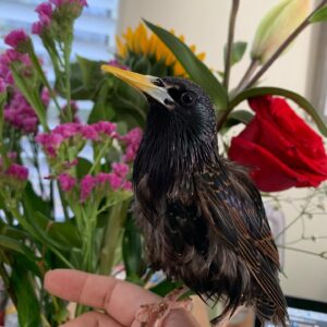 European Starling for Sale