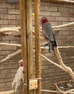 Galah Cockatoo for Sale