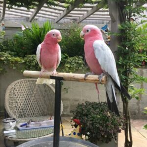 Galah Cockatoo for Sale