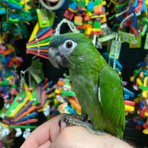 Hahns Macaw Parrots (MalesFemales)
