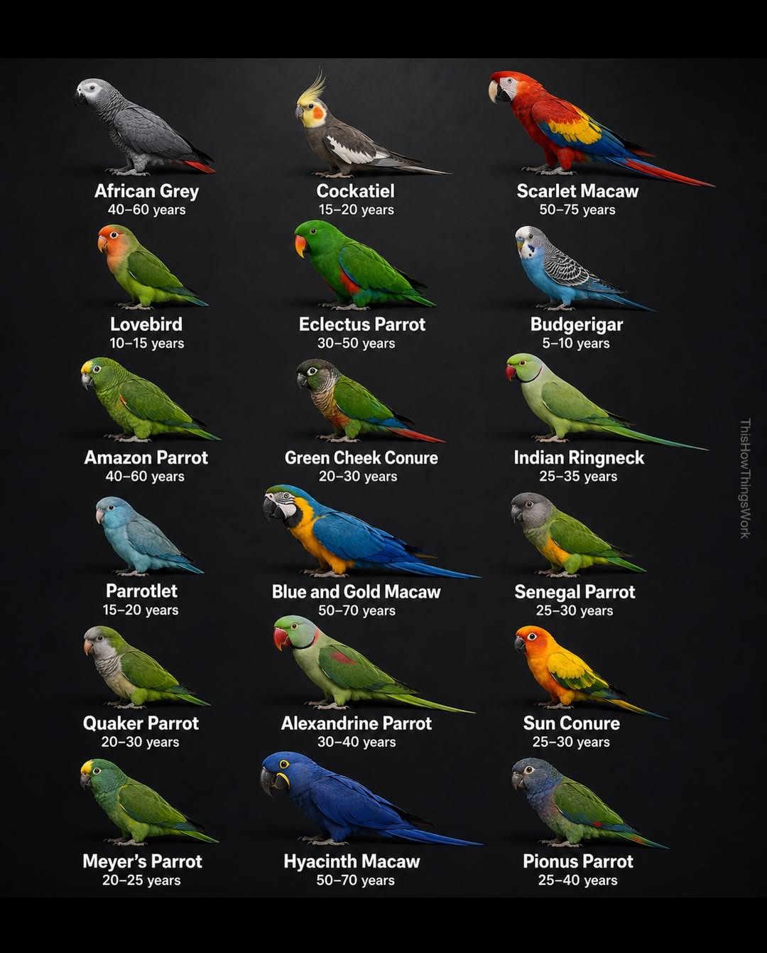 How Long Do Parrots Live