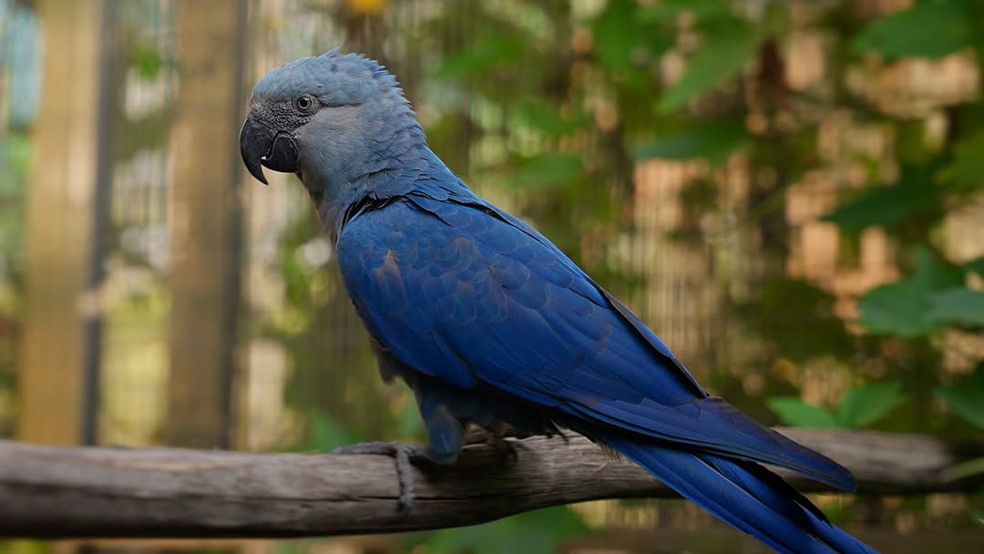 How Many Spix Macaws Are Left?