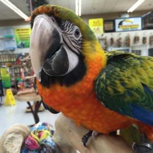 Hybrid Macaws for Sale
