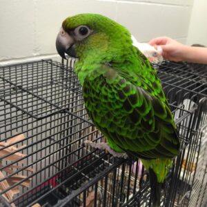 Jardine Parrot for Sale