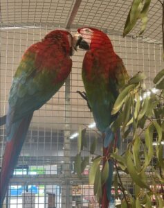 Macaw for Sale