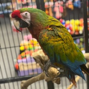 Macaw for Sale