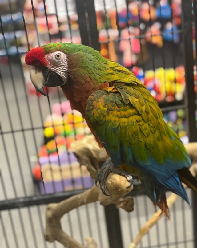 Macaw for Sale
