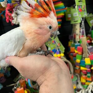 Major Mitchell Cockatoo for Sale