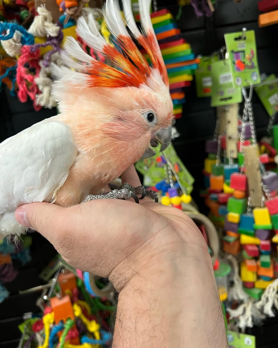Major Mitchell Cockatoo for Sale