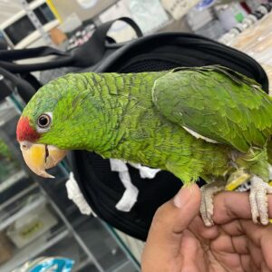 Mexican Red Head Parrot