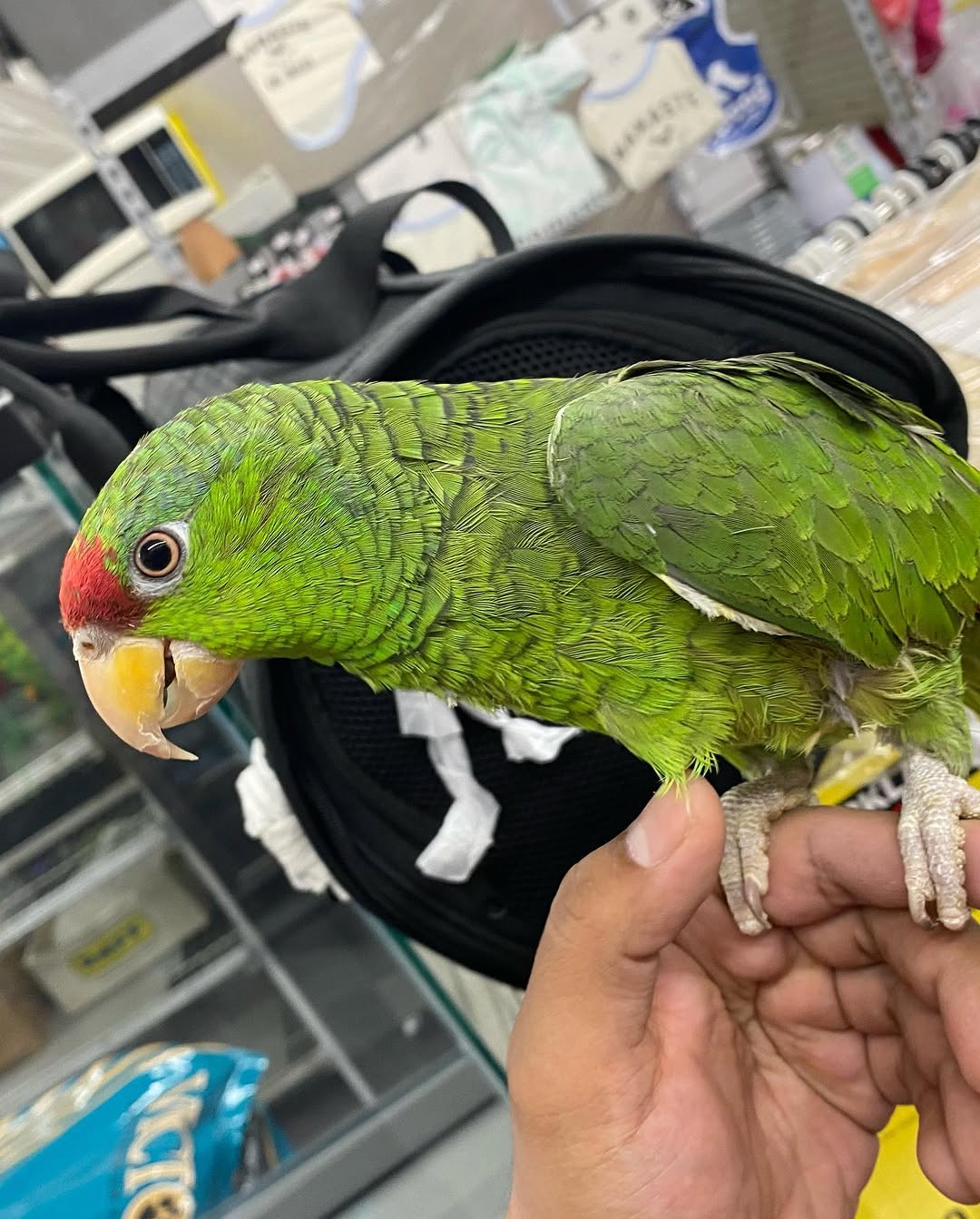 Mexican Red Head Parrot