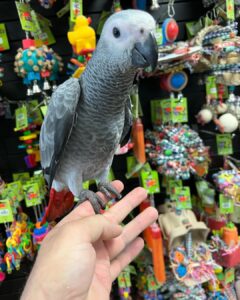 Parrots for Sale