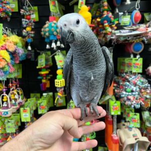 Parrots for Sale