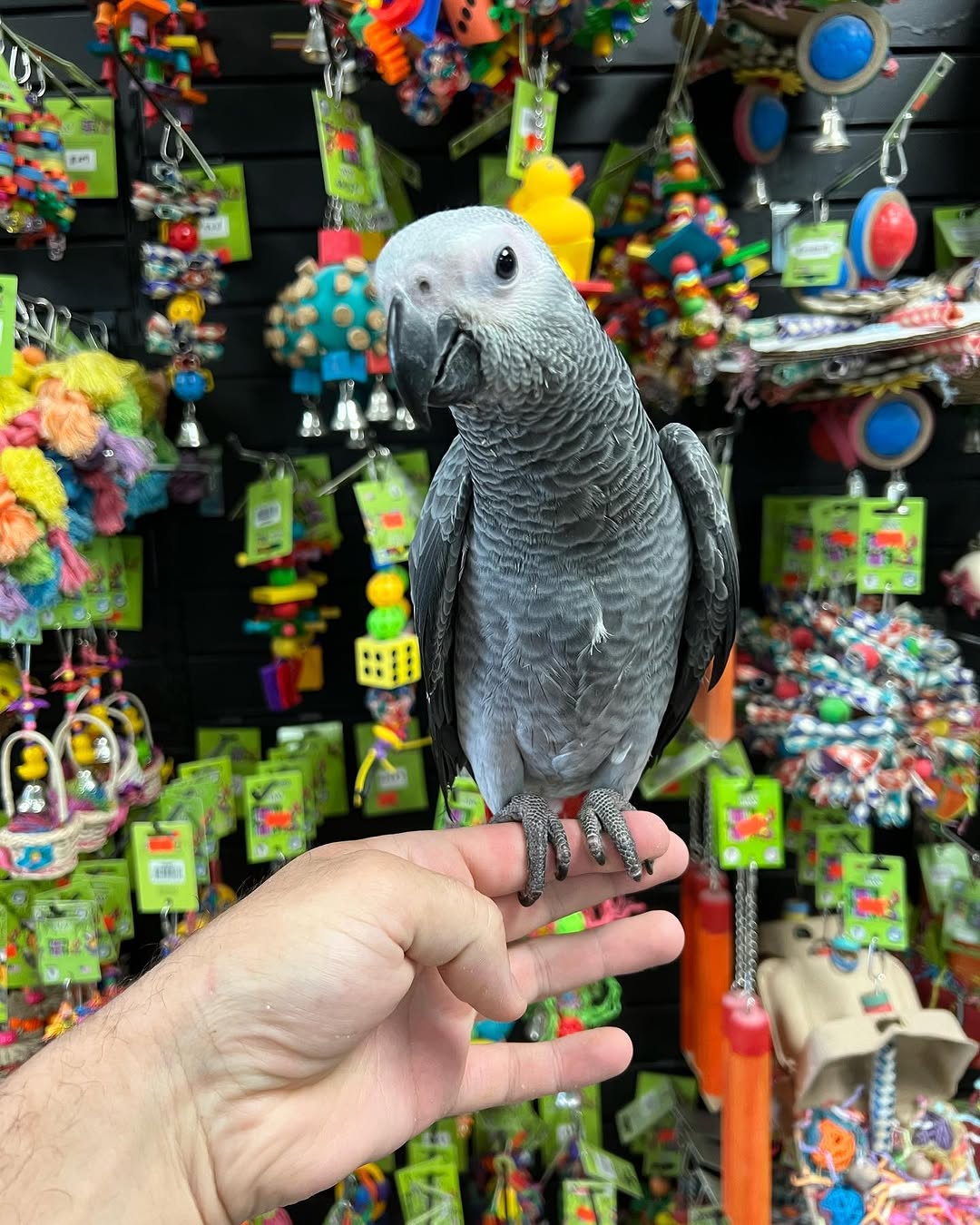Parrots for Sale
