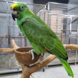 Exotic Birds for Sale