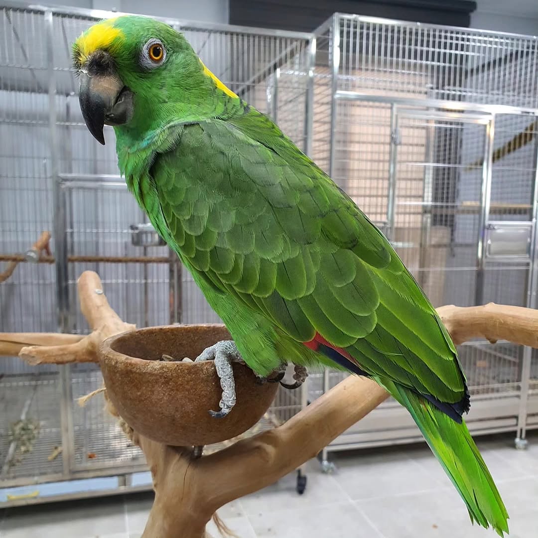 Exotic Birds for Sale