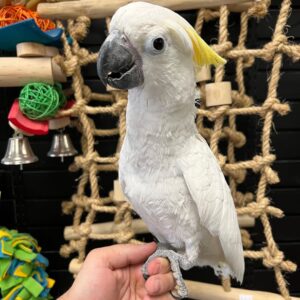 Pet Birds for Sale