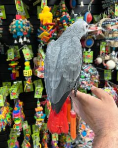 Pet Parrot for Sale 