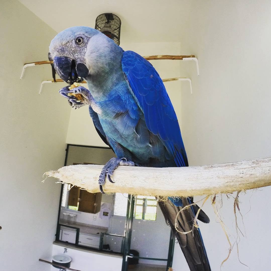 Spix Macaw for Sale