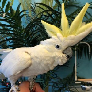 Sulphur Crested Cockatoo Parrots