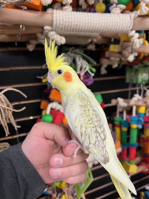 Where to Buy a Cockatiel