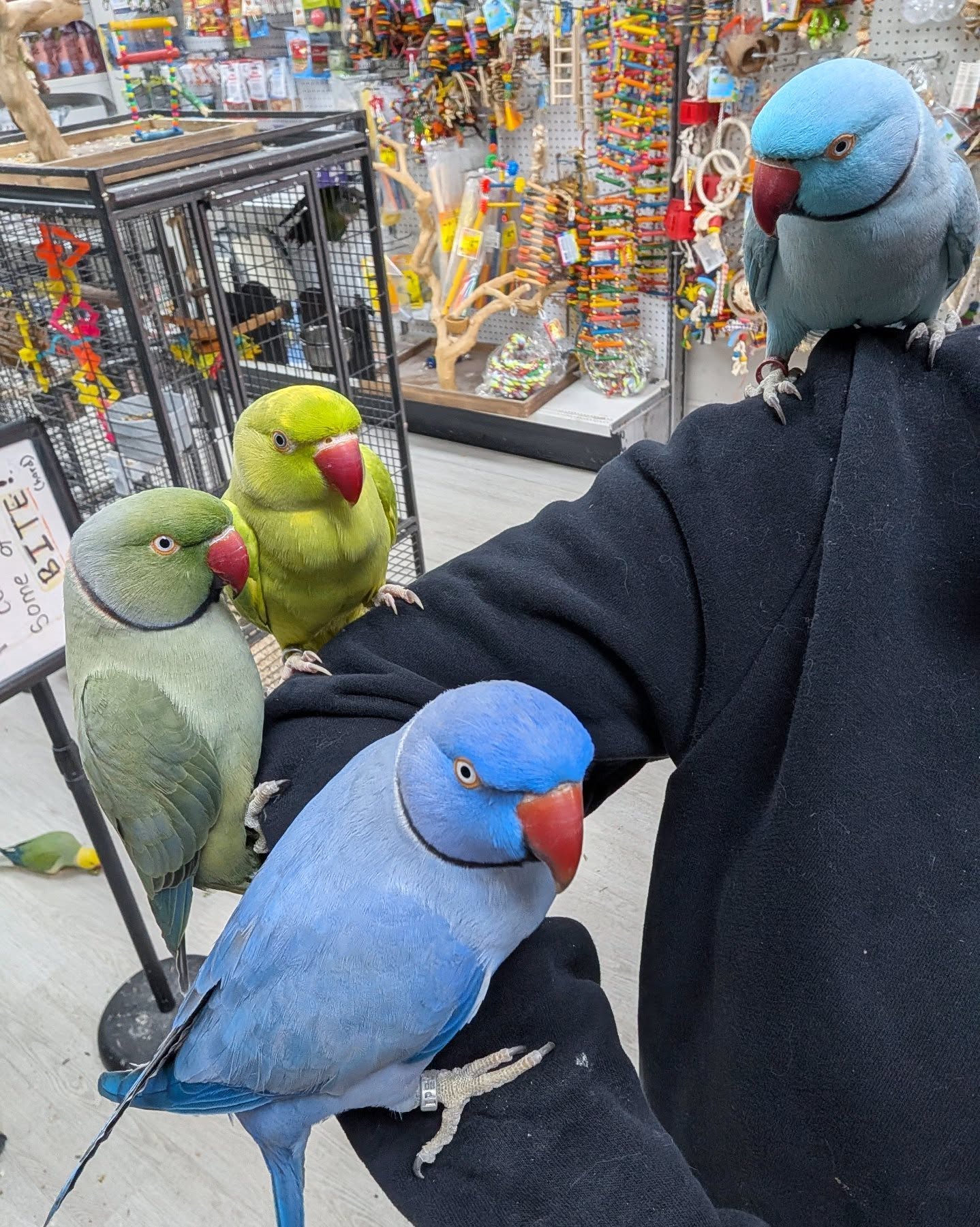 Where to Buy a Parrot