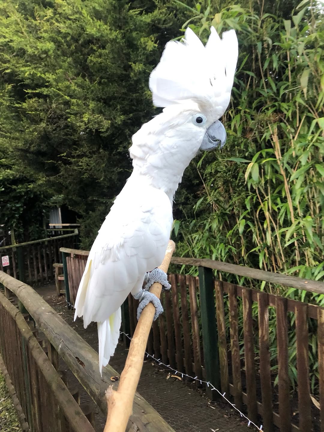 Where to Buy a Pet Parrot