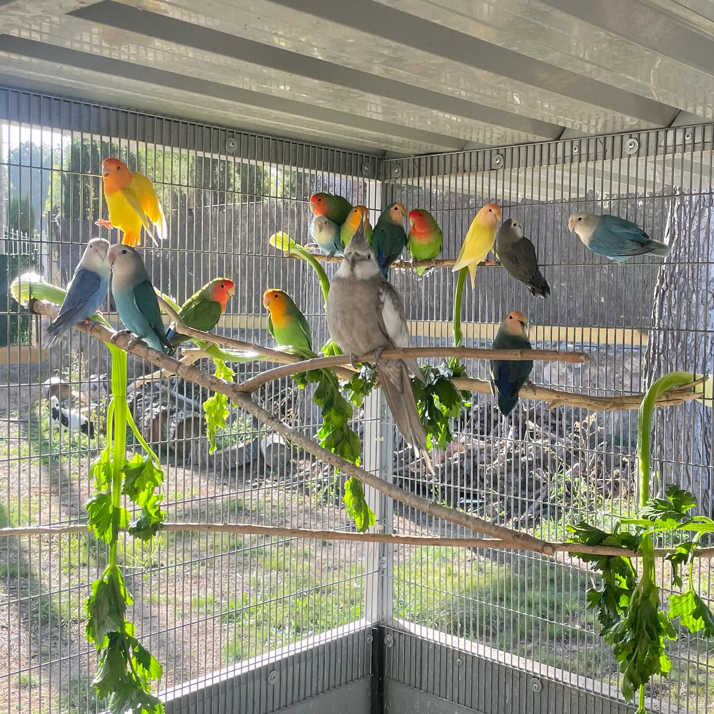 Live Birds for sale