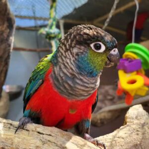 Crimson Bellied Conure for sale