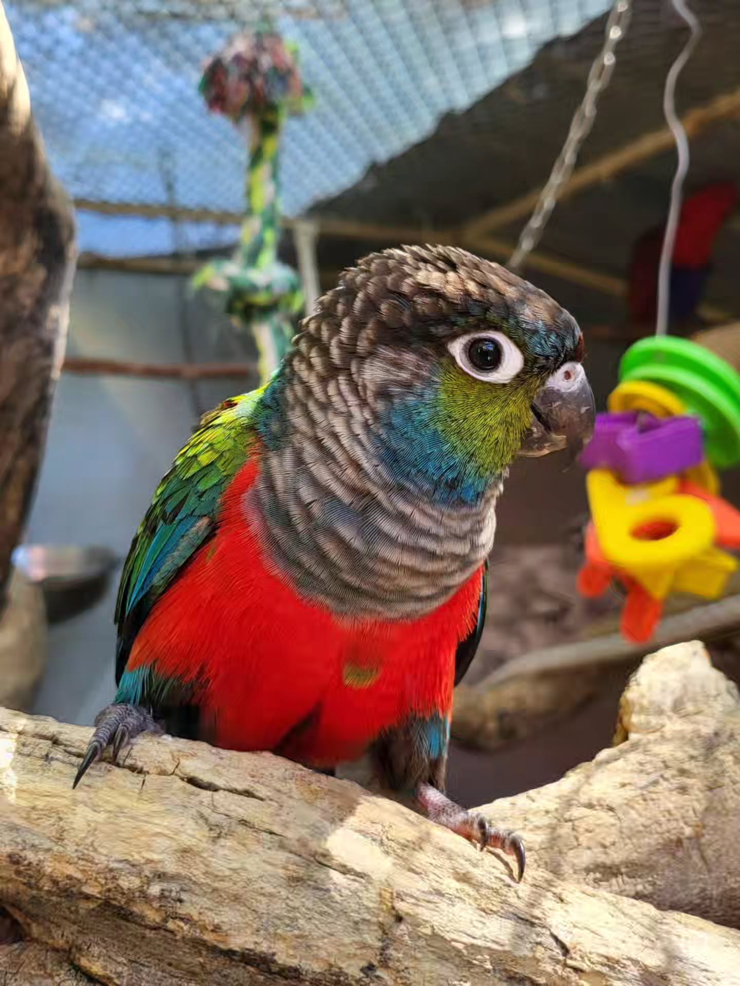Crimson Bellied Conure for sale
