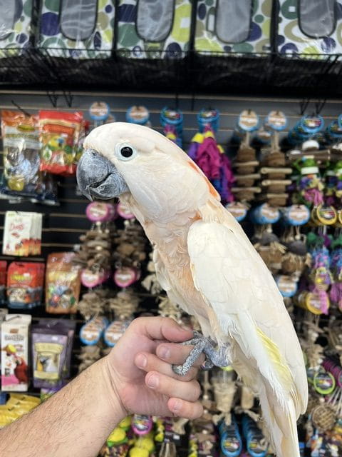 Pet Birds Breeders