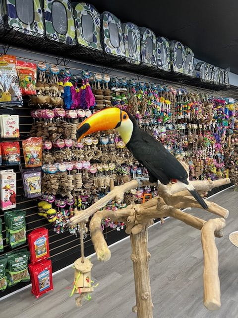 Pet Birds Breeders