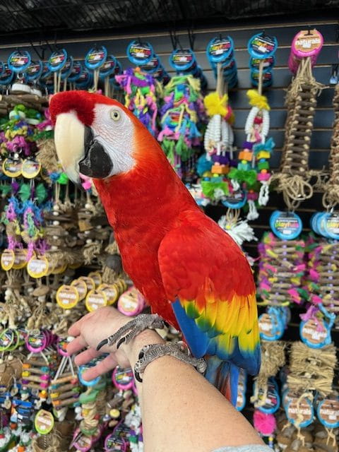 Pet Birds Breeders