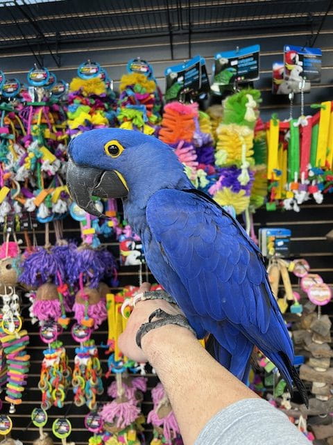 Pet Birds Breeders