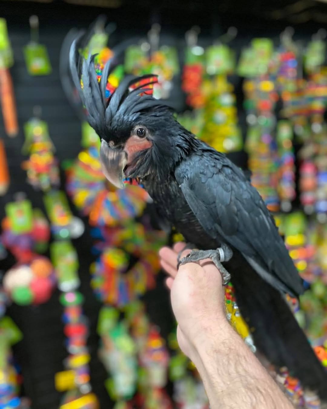 Pet Birds Breeders