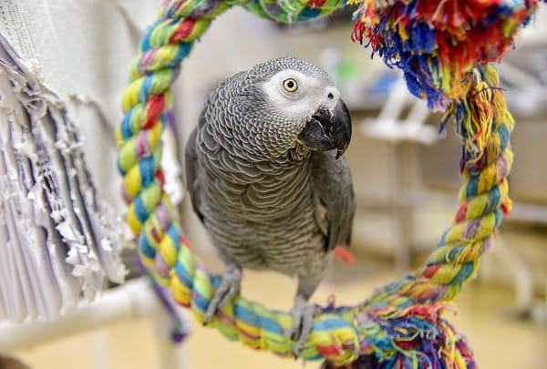 Pet Bird Breeders