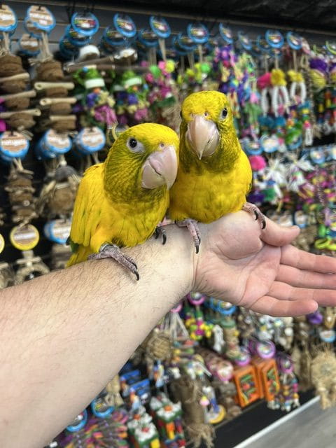 Pet Birds Breeders